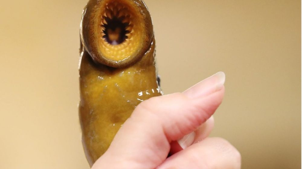 WhatsApp Image 2023-07-03 at 18.33.50.jpeg