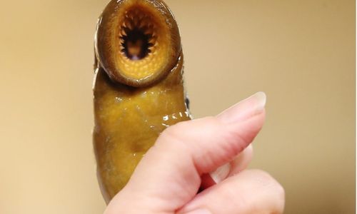 WhatsApp Image 2023-07-03 at 18.33.50.jpeg