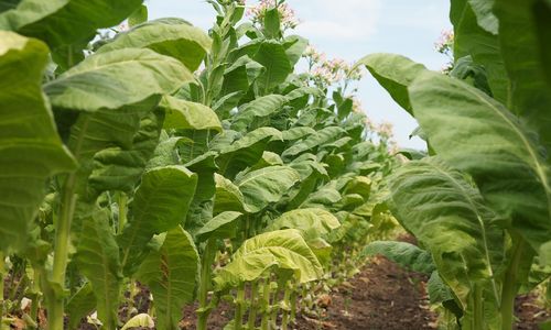 tobacco-g2da6c435a_1280.jpg