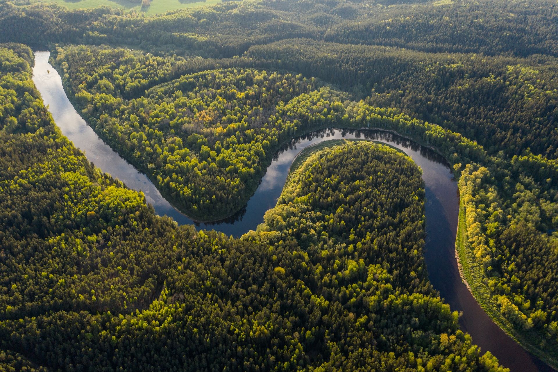 Ilustrasi Hutan Amazon dan sungainya