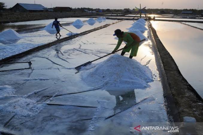 Dengan cuaca panas yang terik diprediksi produksi garam nasional meningkat. 