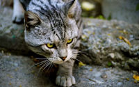 Pemerintah Australia Akan Basmi Kucing Liar Karena Dianggap Hama dan Ancam Spesies Asli