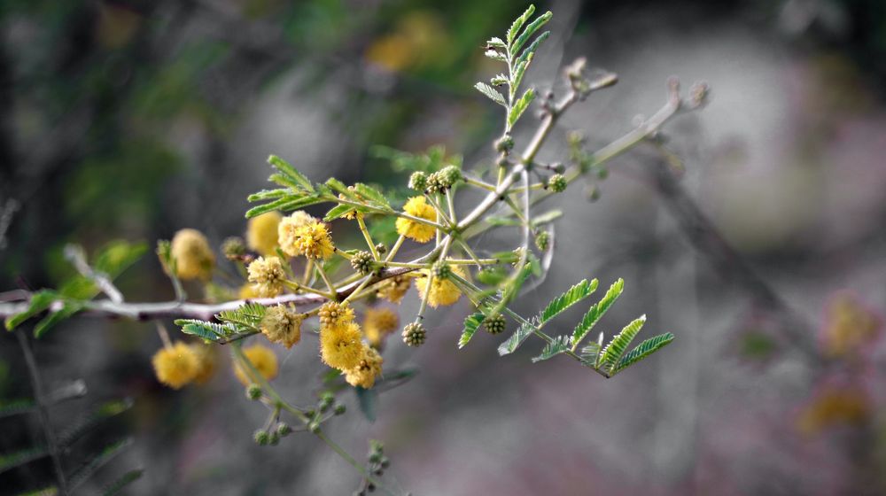 Tanaman akasia penghasil Gom Arab