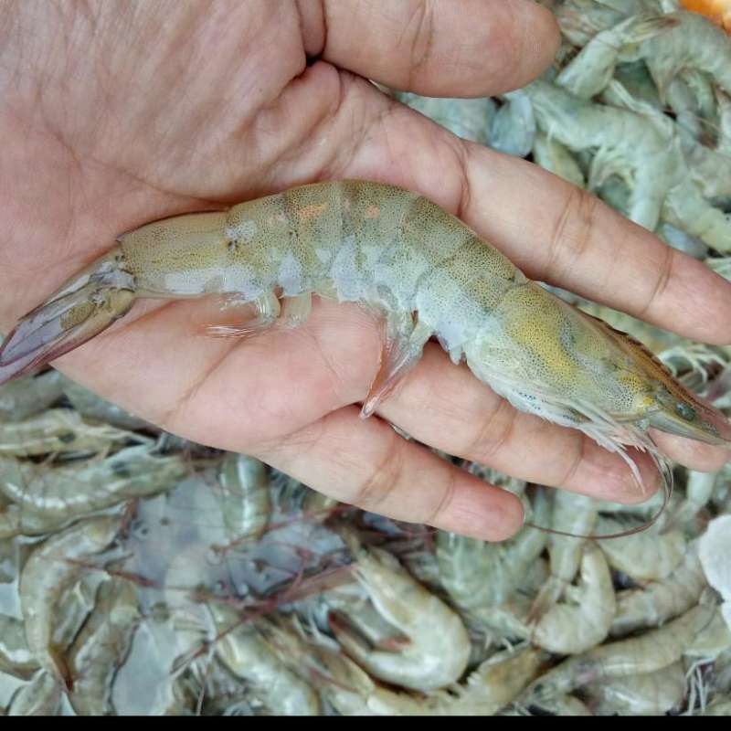 Pemprov Upayakan Harga Udang tetap Stabil