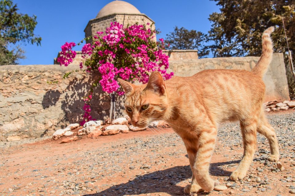 Ilustrasi kucing Siprus.