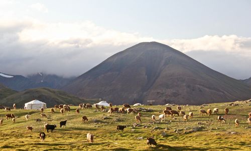 Padang Rumput Mongolia dan Gembala Ternak Masyarakat Nomaden