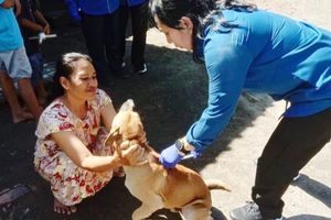 Tekan Risiko Rabies, Pemerintah Banyuwangi Vaksin Anjing dan Kucing di Wilayah Pinggiran