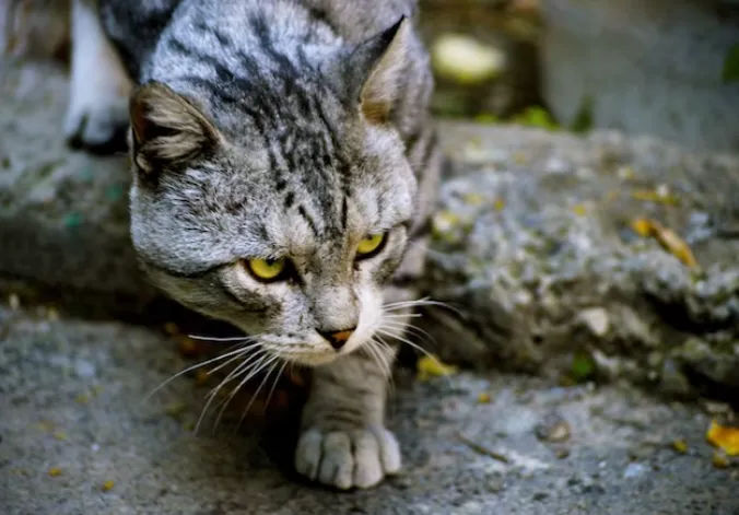 Publik dunia dikejutkan dengan 300 ribu kucing di Siprus yang dilaporkan mati mendadak sepanjang 2023. Usut punya usut, kematian dalam jumlah sangat besar tersebut lantaran wabah feline infectious peritonitis (FIP) yang disebabkan oleh Feline coronavirus (FCoV).
