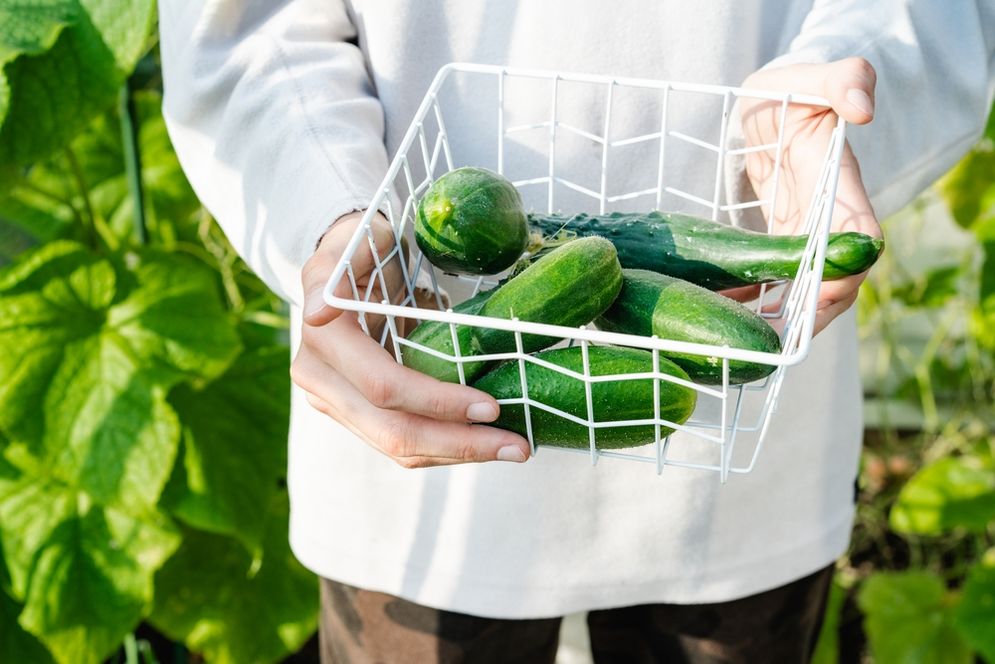 Cari Cuan Ala Petani Milineal