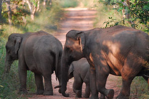 banner-gajah-2.png