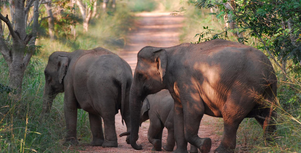 Gajah Sumatera di Riau Ditemukan Mati, ini Dugaan BBKSDA