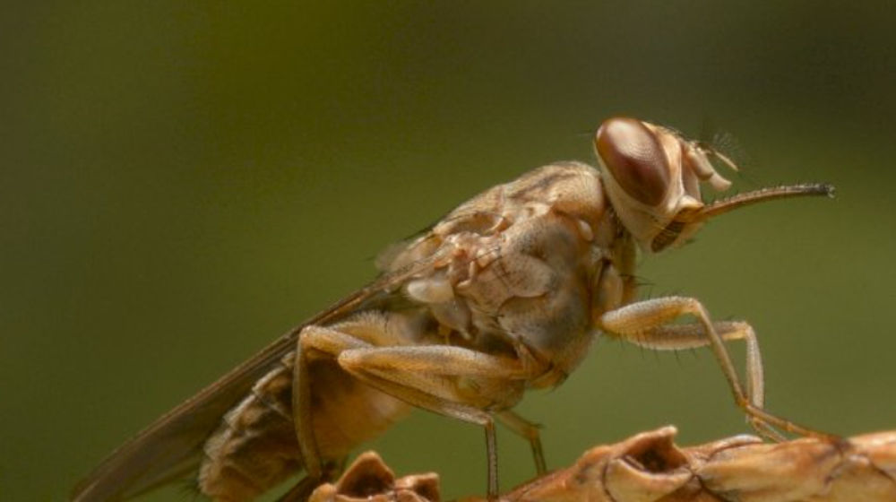 6 Serangga Paling Berbahaya di Dunia, Apa Saja?