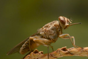 6 Serangga Paling Berbahaya di Dunia, Apa Saja?