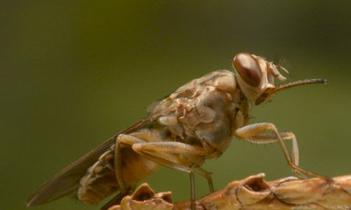 6 Serangga Paling Berbahaya di Dunia, Apa Saja?