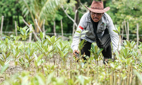Pemerintah menggelontorkan dana mencapai Rp4.000 triliun untuk pemulihan ekosistem mangrove di penjuru Indonesia