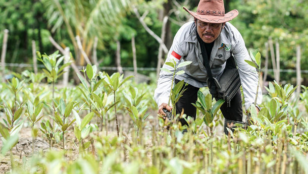 Rehabilitasi Mangrove, Pemerintah Kucurkan hingga Rp4.000 Triliun Sampai 2030