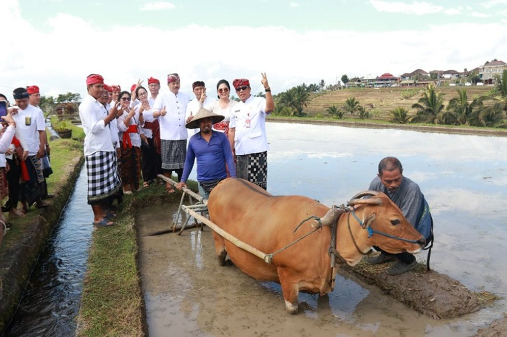 Festival-Jatiluwih-Tabanan-2023.jpeg