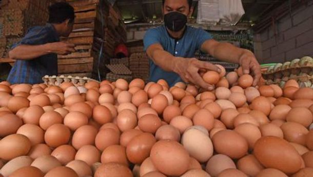 Harga Pakan Ternak Tinggi Jadi Penyebab Kenaikan Telur Ayam