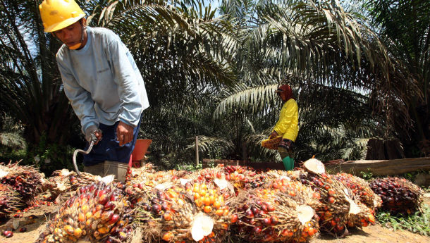 Penyaluran DBH Sawit Rp3,4 Triliun ke Daerah Ditarget Agustus