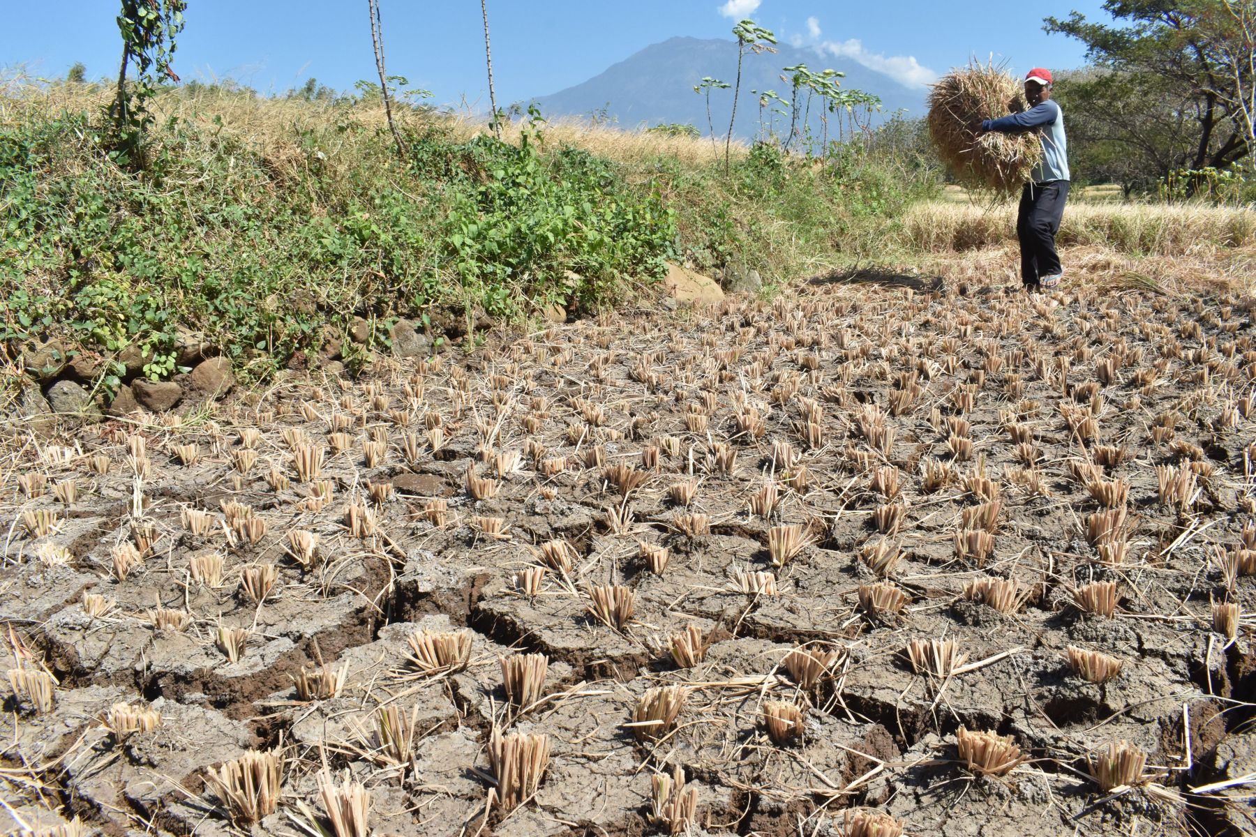 Lahan sawah mengalami kekeringan pada musim kemarau. (Foto:DPRD Kulon Progo)