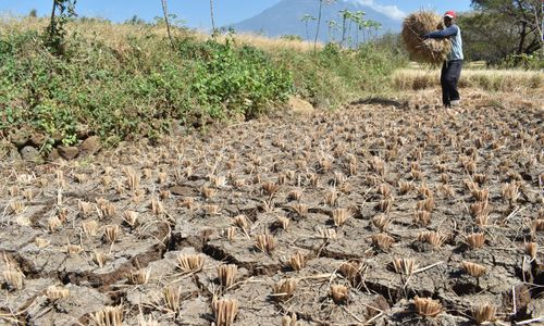 Lahan sawah mengalami kekeringan pada musim kemarau. (Foto:DPRD Kulon Progo)