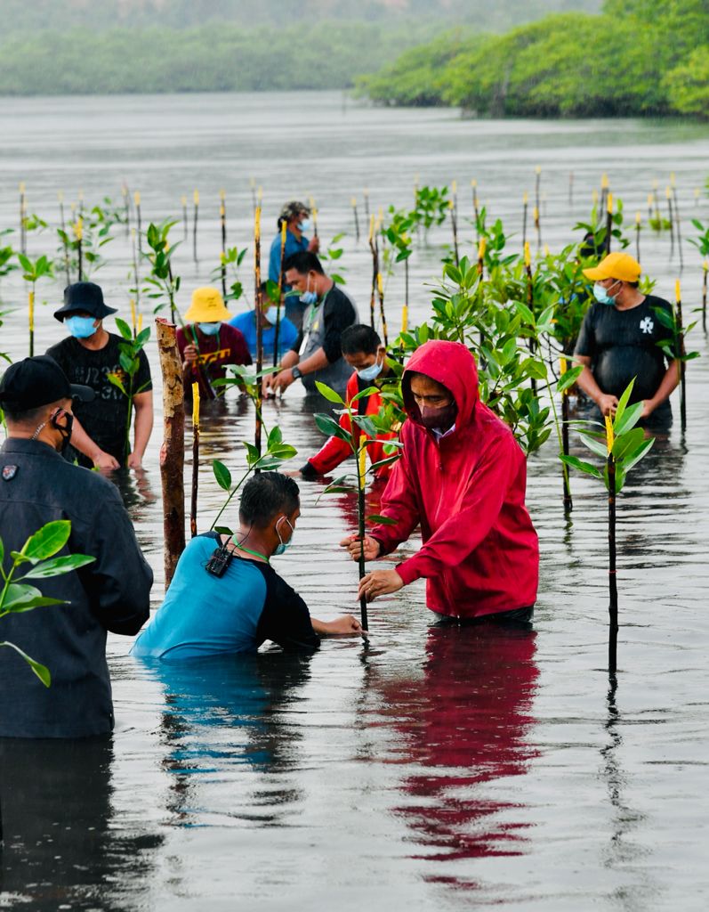 Presiden Joko Widodo (memakai jaket merah) ikut menanam mangrove di Batam, beberapa waktu lalu.