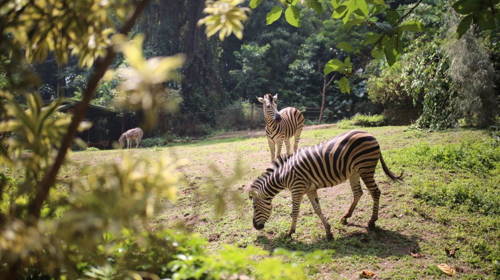 Pemkot Bandung Pastikan Area Kebun Binatang Bandung Tetap Sebagai Lahan Konservasi