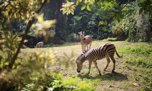 Pemkot Bandung Pastikan Area Kebun Binatang Bandung Tetap Sebagai Lahan Konservasi