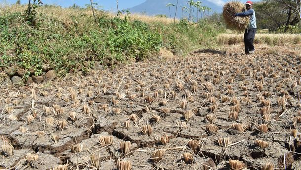 Waspada Puncak Kemarau, BMKG Ingatkan Ancaman Gagal Panen dan Karhutla