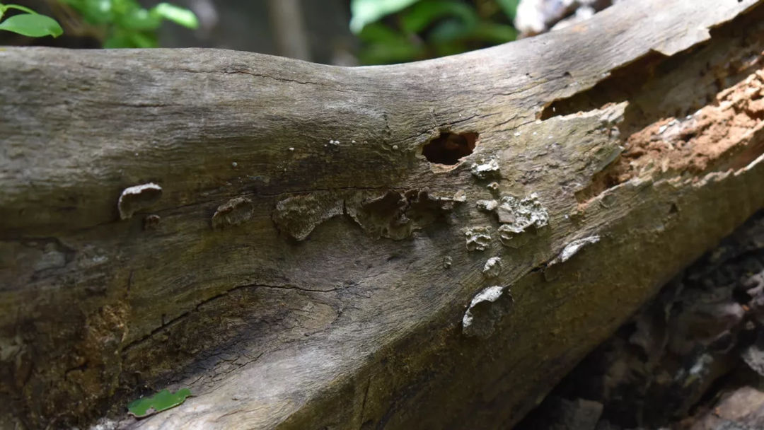 Jamur yang tumbuh pada pohon busuk di hutan Srilanka