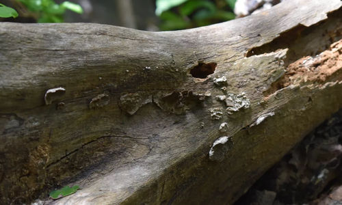Jamur yang tumbuh pada pohon busuk di hutan Srilanka