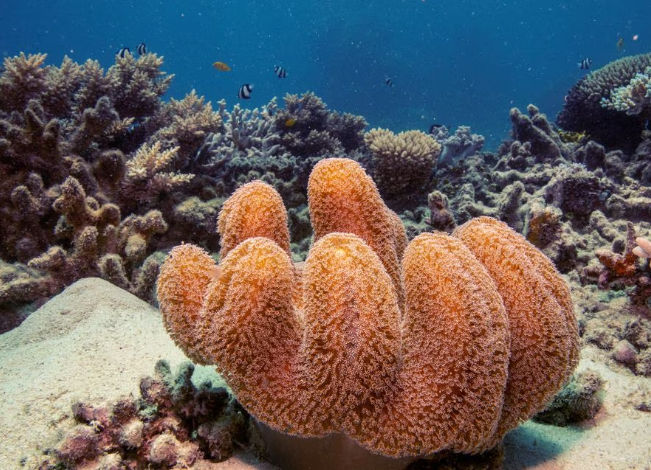 Koloni Karang Kulit Jamur Tumbuh di Great Barrier Reef