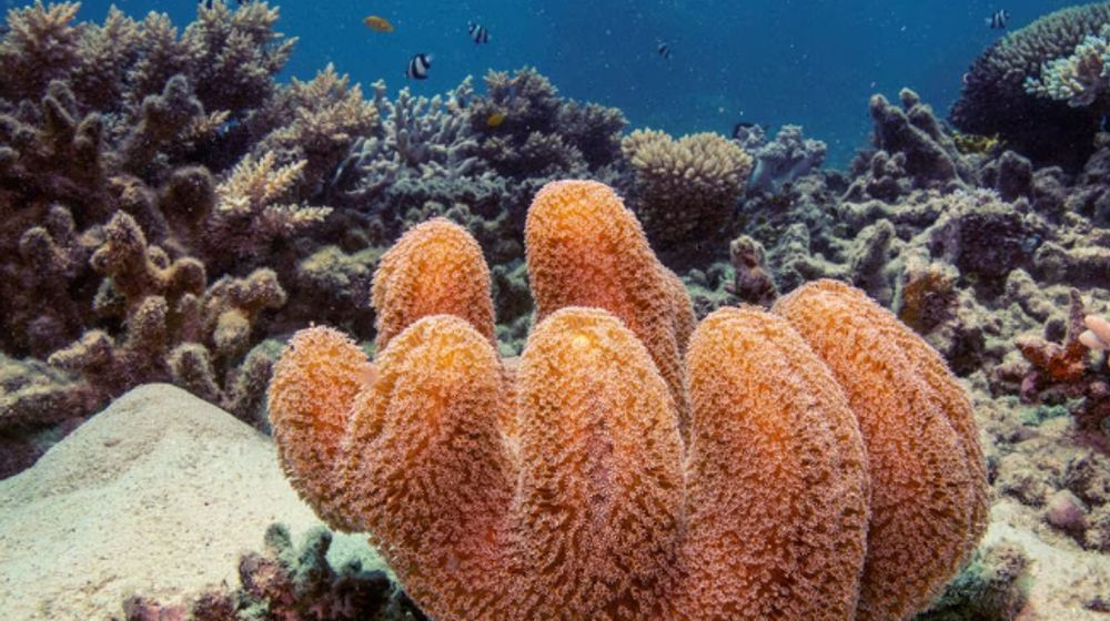 Koloni Karang Kulit Jamur Tumbuh di Great Barrier Reef
