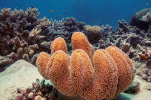 Koloni Karang Kulit Jamur Tumbuh di Great Barrier Reef