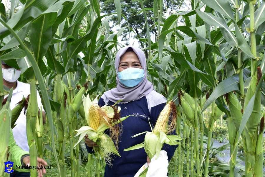 Antisipasi El Nino, Pemkot Surabaya Lakukan Penanaman Bahan Pengganti Padi