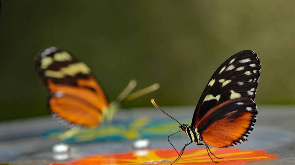 Kupu Kupu Heliconius 