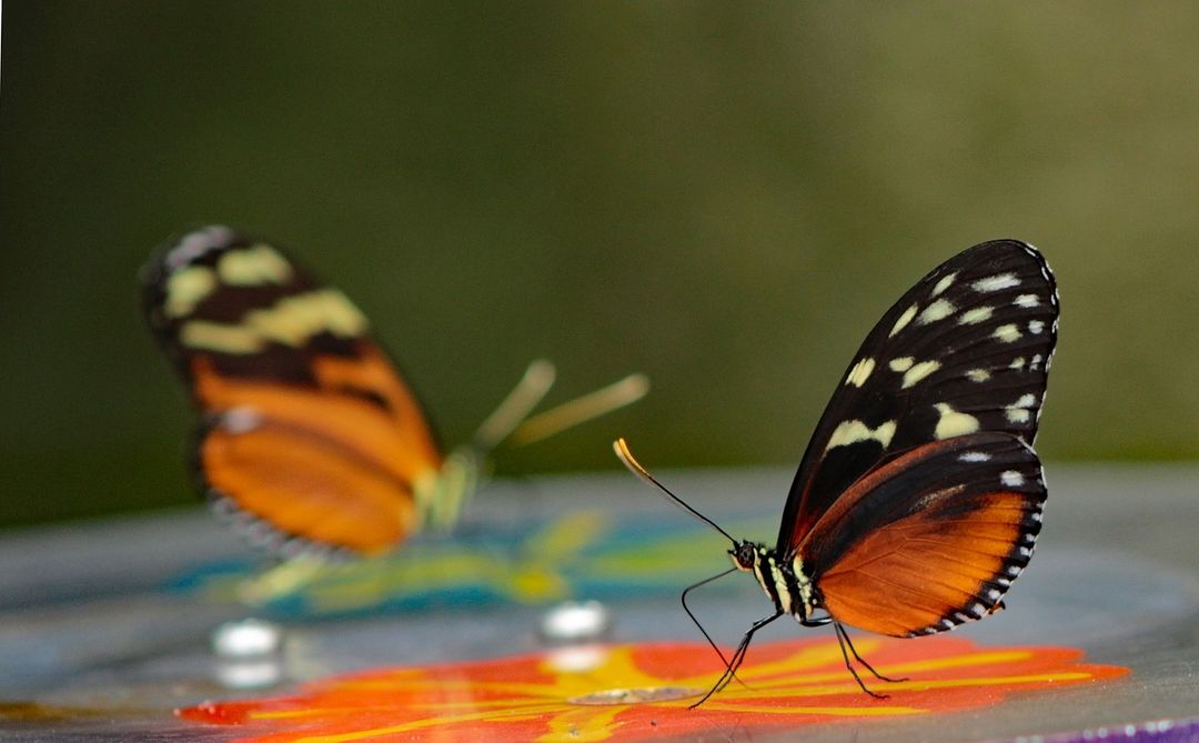 Kupu Kupu Heliconius 