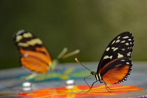 Kupu Kupu Heliconius 