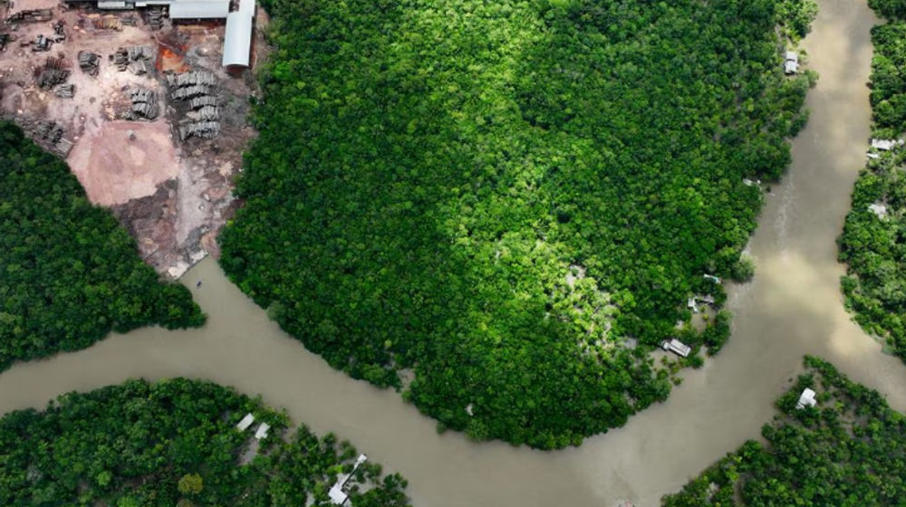 Ilustrasi Hutan Amazon