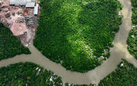 Ilustrasi Hutan Amazon