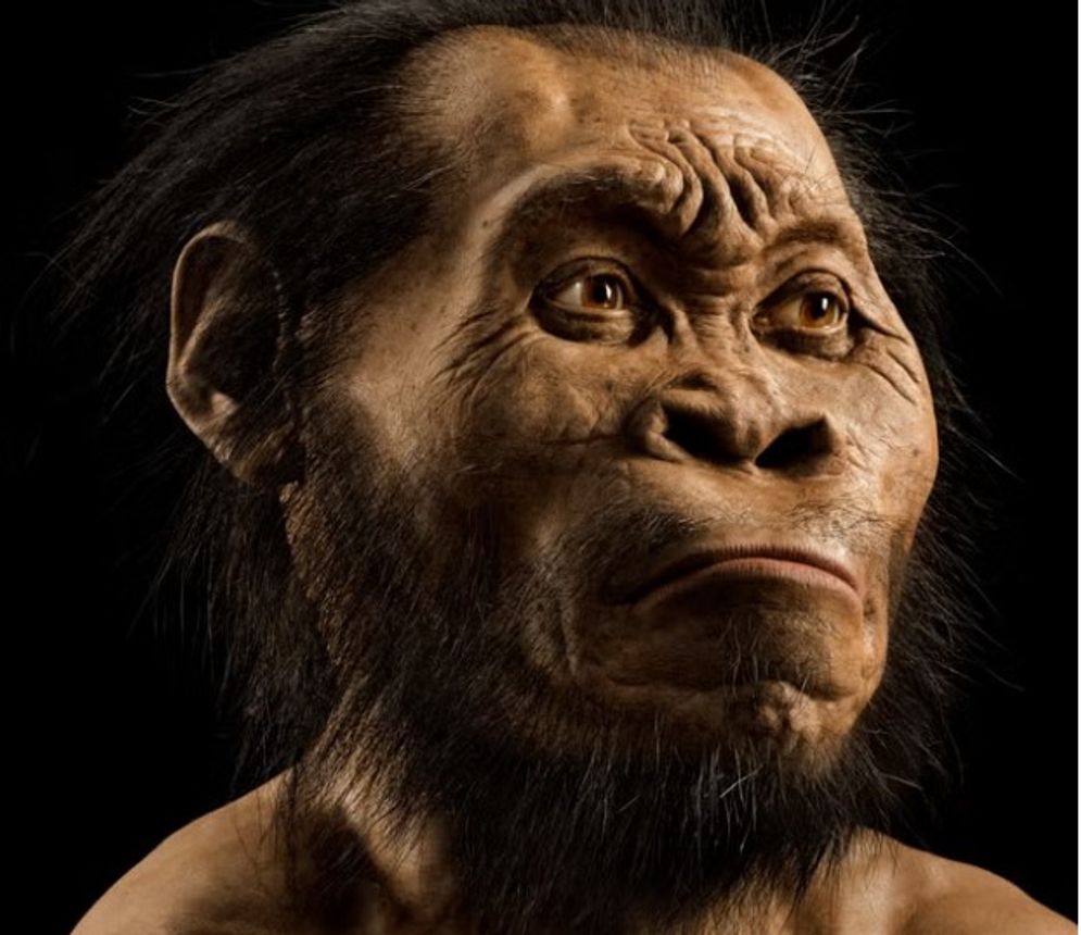 homo naledi.jpg