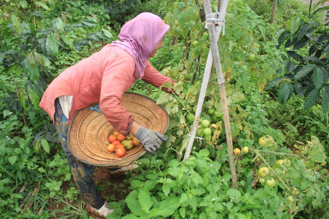 Petani sedang panen tanaman palawija.