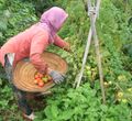 Petani sedang panen tanaman palawija.