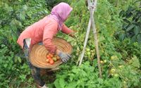 Petani sedang panen tanaman palawija.