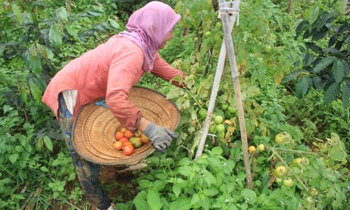 Petani sedang panen tanaman palawija.