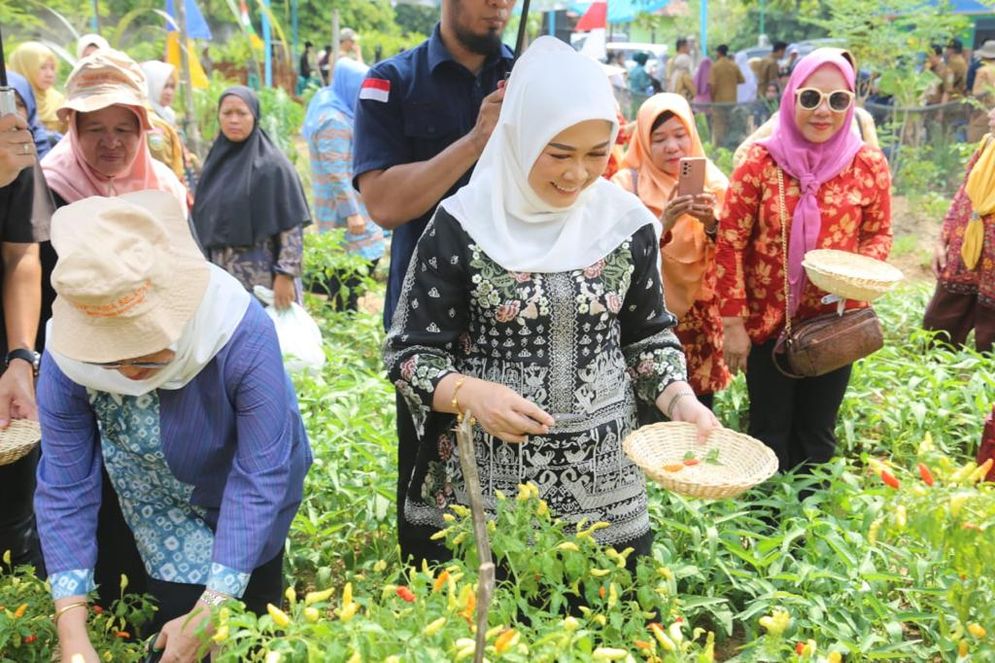 Keseruan Panen Cabai Rawit dari Halaman Warga Talang Jambe yang Terapkan GSMP