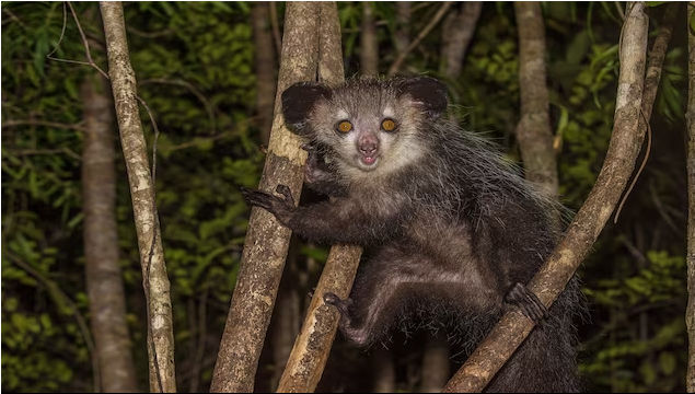 Aye-Aye di Atas Pohon