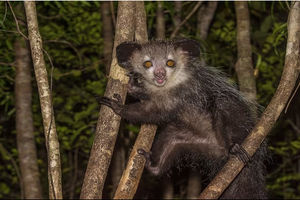 Aye-Aye di Atas Pohon