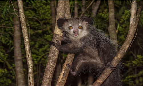 Aye-Aye di Atas Pohon