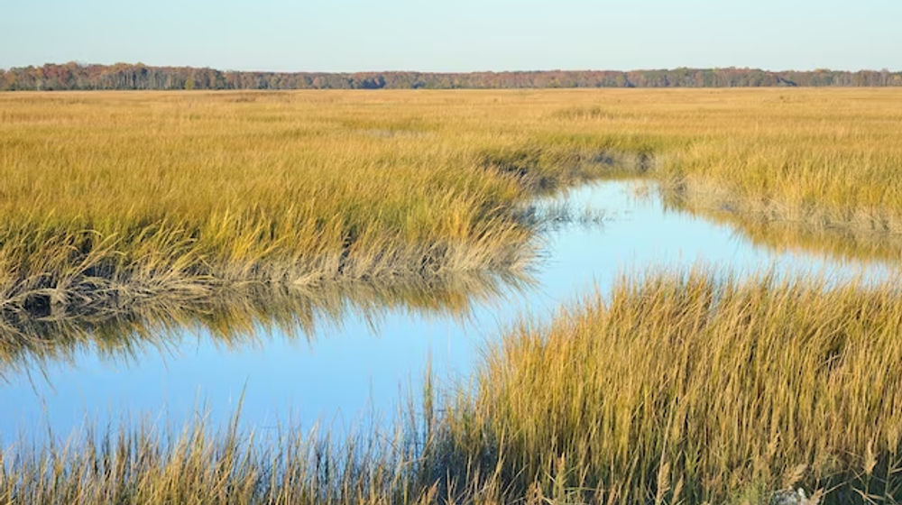 The Bombay Hook National Wildlife Refuge